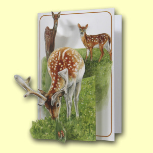 213 BL Title Card Web